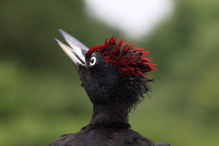 Le pic noir, une espèce présente en forêt de Haguenau